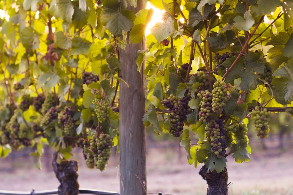 Discover the Health Benefits of Black Grapes