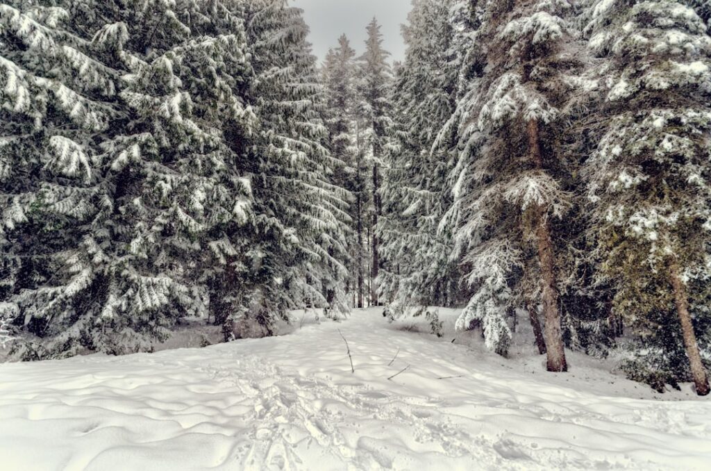 Photo Snowy landscape